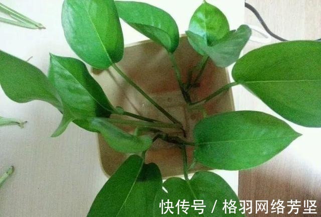 黄叶|绿萝又黄叶了, 这样一处理, 又是绿油油的一盆!