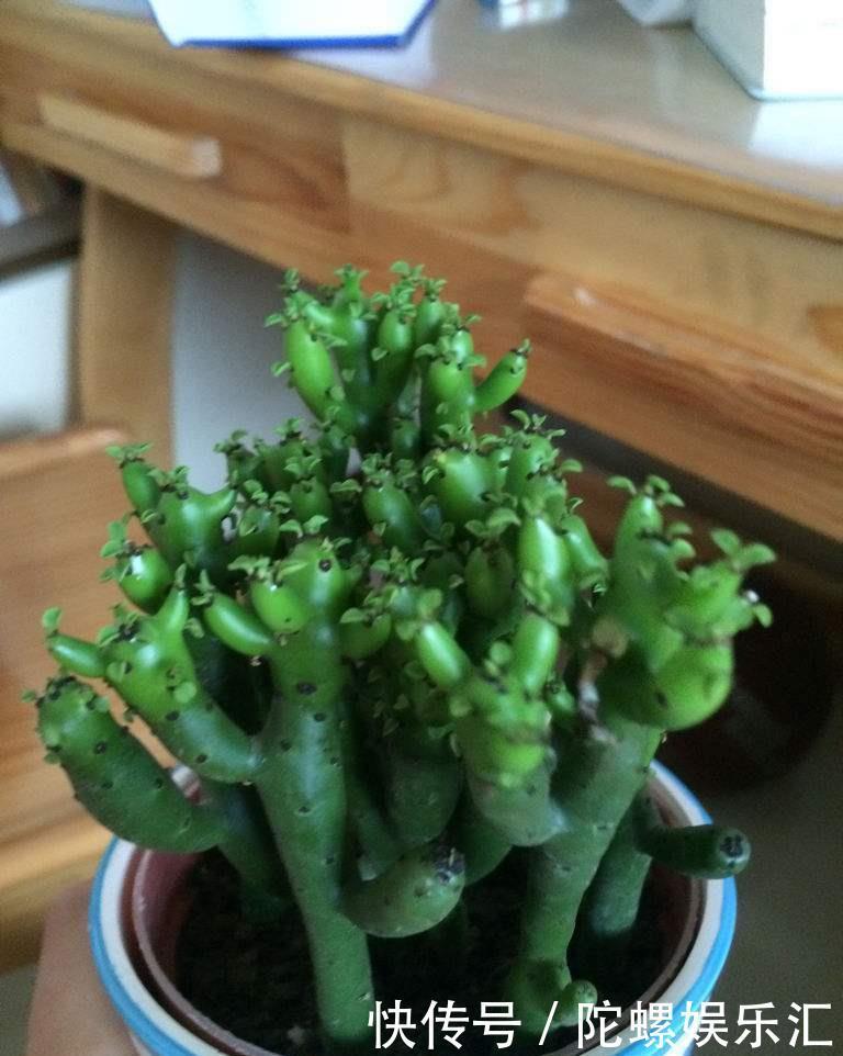 养土|一种绿色珊瑚养土里,株型可大可小,摆在哪里都好看,名叫彭珊瑚