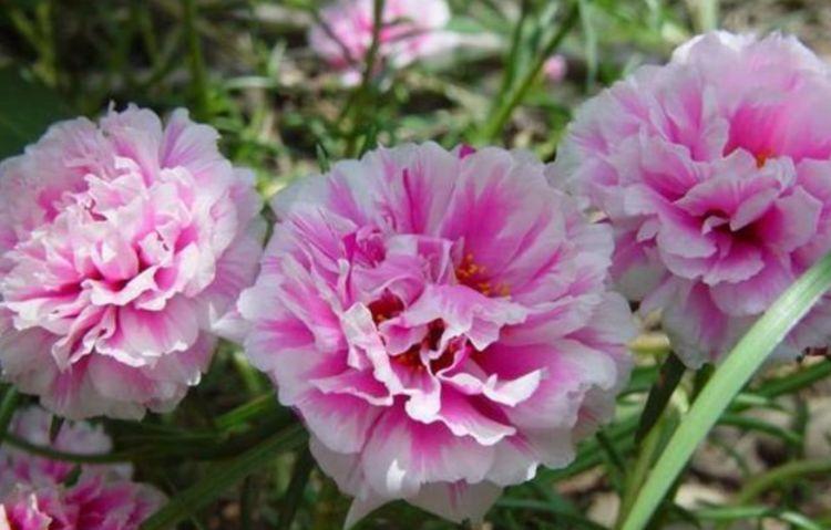 好养|4种花卉中的佼佼者,花开就爆盆,漂亮又好养,颜值超高的