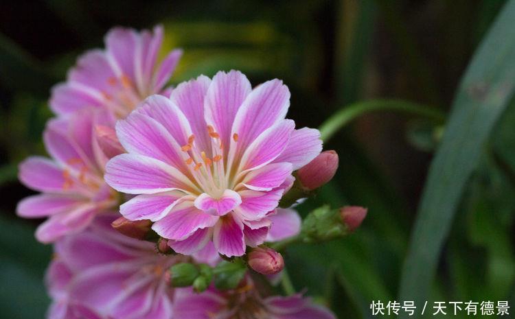 几款花卉好养易爆盆,花朵硕大迷人,还能散发阵阵花香