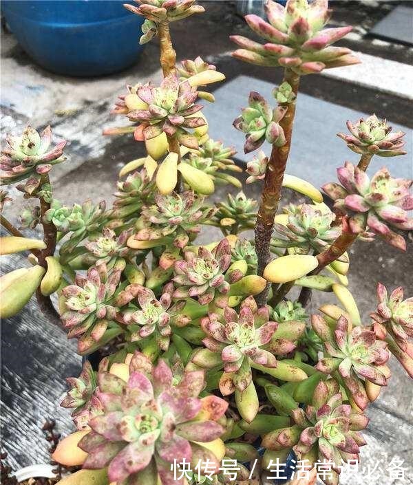 多肉烟煤病来袭，这5种特别容易得，一不小心叶子就没有了！