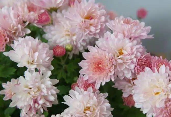 4种花好养又漂亮,花朵大花期长,养在家里高端上档次