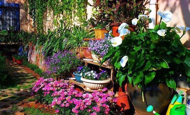 有院子的朋友，想在院子种树，这五个“不要”要了解！