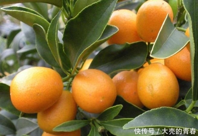 晚上当零食吃几颗,一个月下来,消炎杀菌,止咳化痰,冬天不咳嗽
