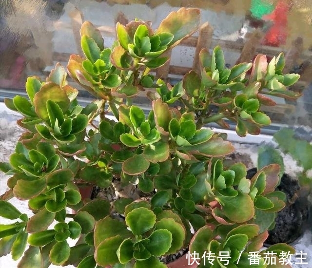 谁说老桩长寿开花少,看看花友家的巨无霸,三年长成半米花树