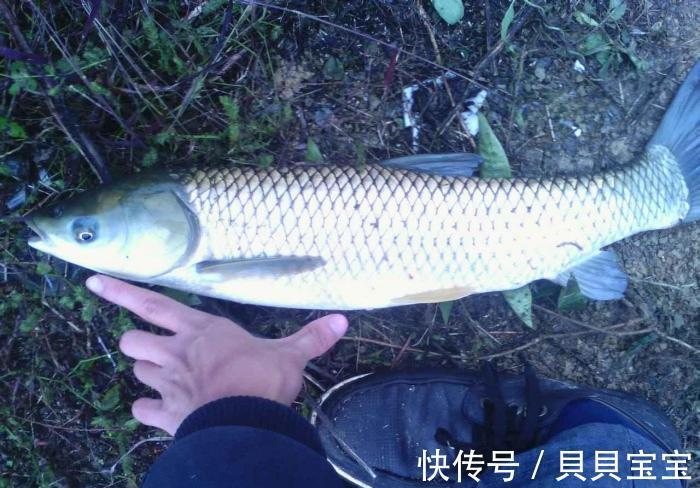 鱼饵|玉米正是鲜嫩的时候也是用来钓草鱼的最佳季节嫩玉米钓草鱼技巧