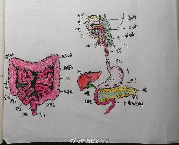  种颜色|护理学的笔记，需要多少种颜色？