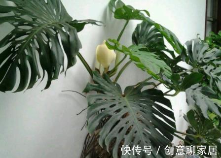 金钱树|6种植物,花开富贵“好兆头”,能养开花“不简单”
