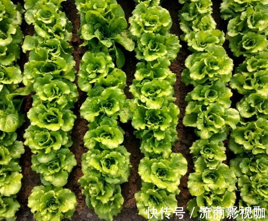 虫哥|生菜保护眼睛，清热提神，种出更优质丰产的生菜，仅需掌握四点！