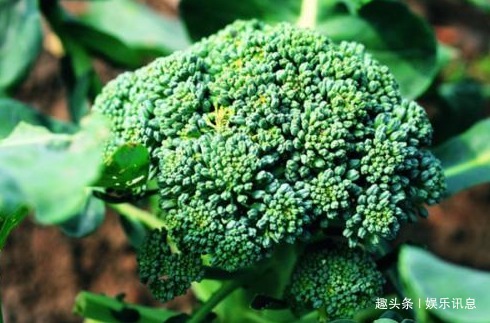 维生素|此菜是天然的降压菜,富含多种维生素,多吃对身体好