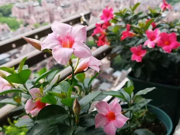 2种花爱爬藤,1次花开几百朵,不爱生病不生虫,太好养了!