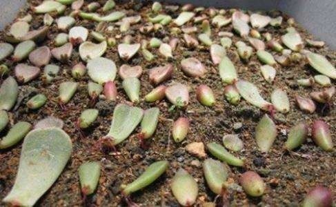 剩下的空油桶先别扔，教你变废为宝，半月不浇水也没事！