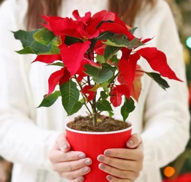 红红火火|西方的“圣诞花”,红红火火忒漂亮,只能看,不能摸!