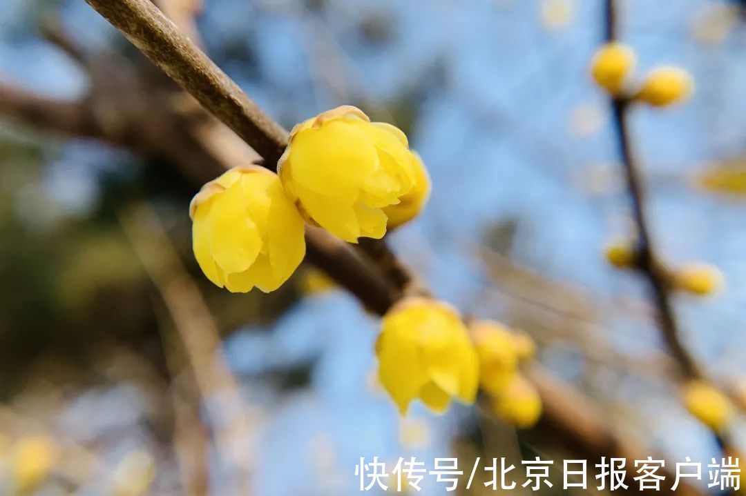 赏梅|暗香扑鼻来，花开正当时！北京号带您“云”赏蜡梅