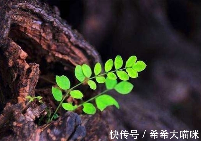 四喜#“宅子现四喜,家中出能人”是什么意思?这四喜指的是什么?