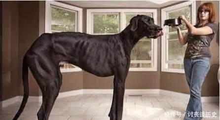 吉尼斯|世界吉尼斯之最:世界上最大的狗,“最小”的嘴巴确定能张开吗?