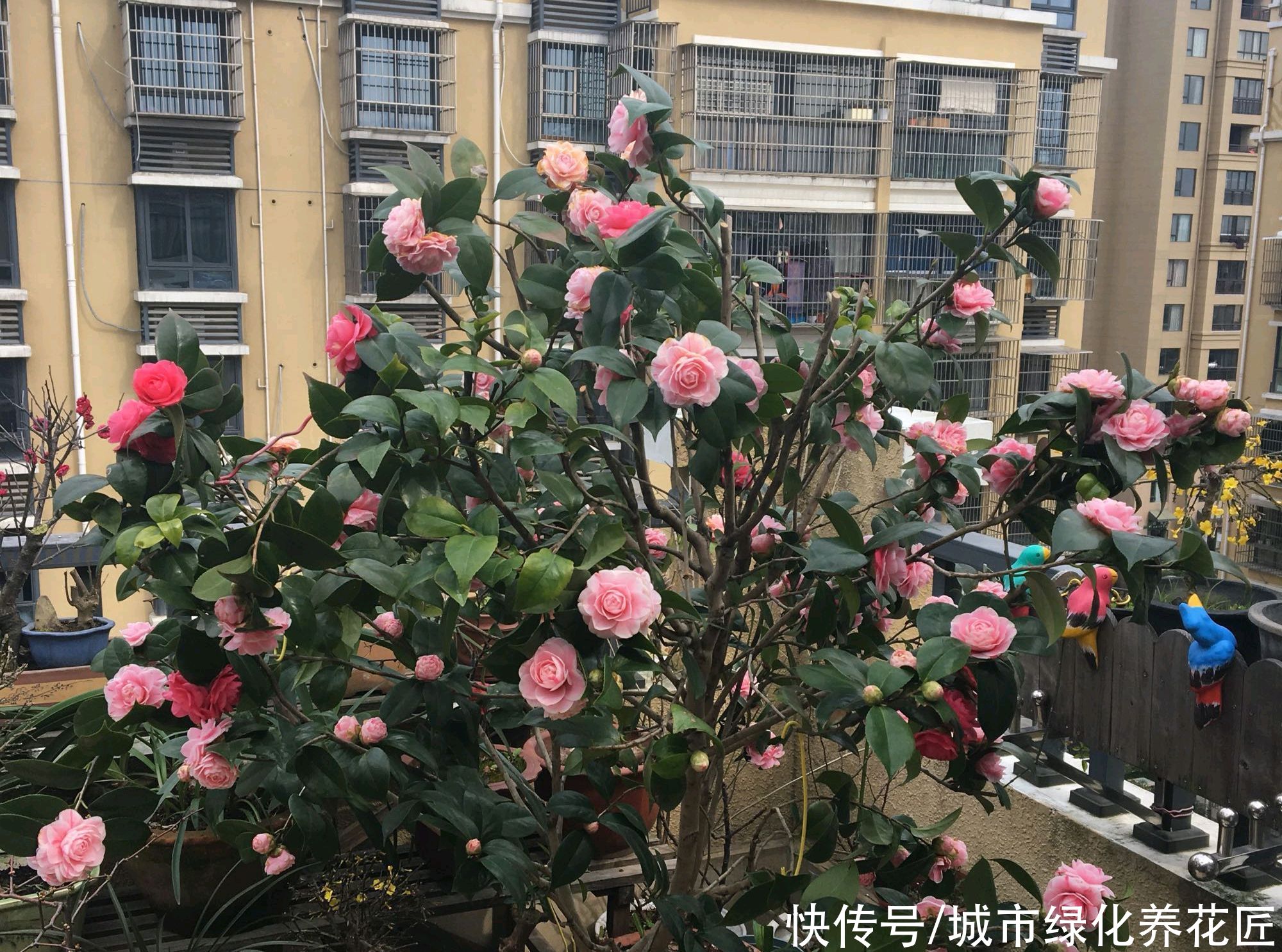 冬季买回来的带花苞茶花怎么养？做到一个关键点，开花鲜艳不消苞