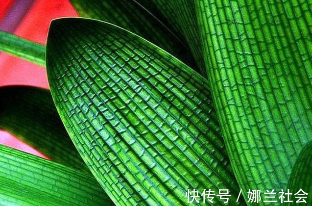 长寿花|君子兰肥到流油,长寿花开不断,原来他用了这个小方法!