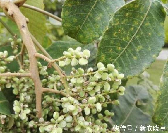 喜欢|这些农村孩子最喜欢的零食,没吃过的就不能说自己是农村娃