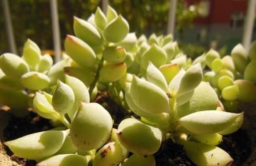 多肉开花会要命?养盆达摩福娘,做到3点,无需犯愁观花赏叶