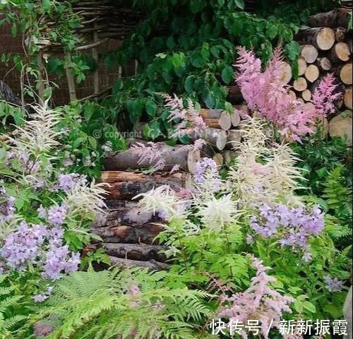 5种“阴暗花”，藏在角落里，年年自行繁殖，也能开成“仙花树”