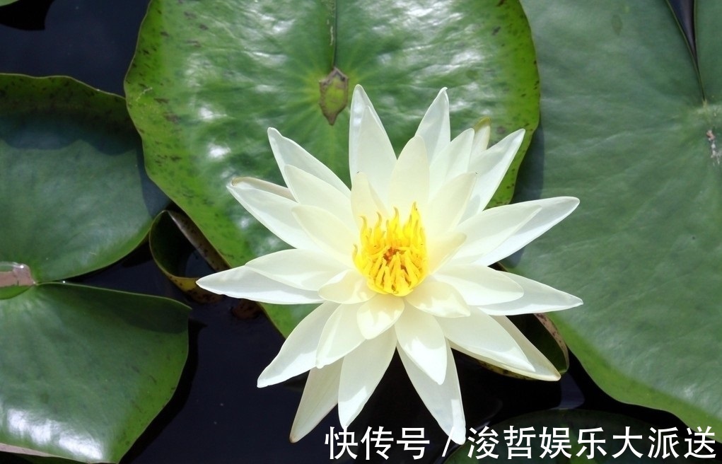 此花是神圣之花，在古希腊被当做供奉给神女的花，有着无限的魅力