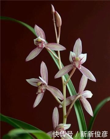 央央|兰花“病央央”,教你几招,瞬间恢复生机,开花多多