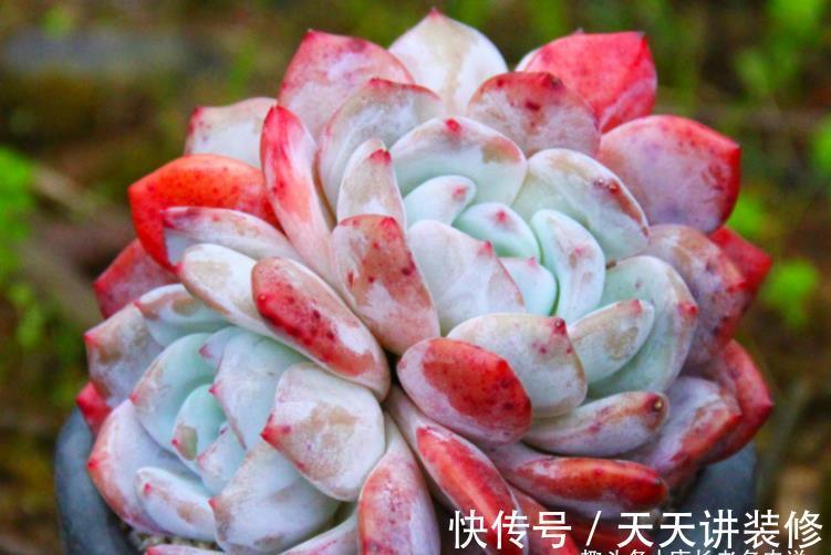 懂得|养多肉并非一定要用专用土,只要懂得配土我们自己DIY也是可以的