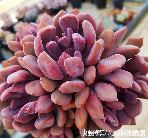 杂交品种|20款高贵梦幻紫色多肉,养一盆“紫气东来”,总有一款是你喜欢的