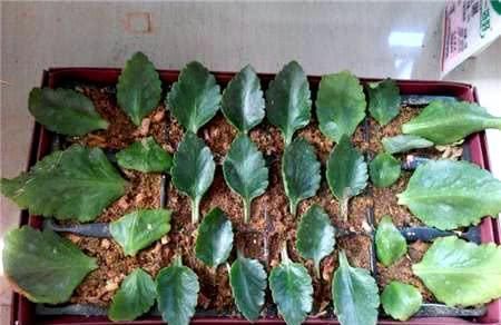 此3种花不用买,手勤快的人摘个叶子就长一棵,2个月长满盆