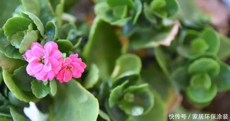 这个花随便掐个枝条就能养爆盆!