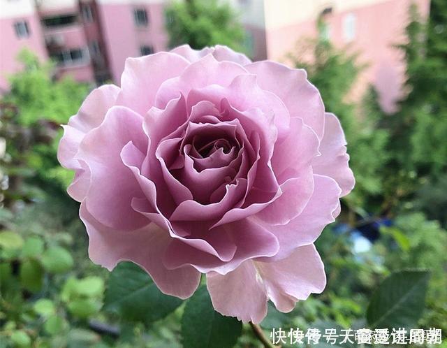 难度|最美的波浪边月季,又香又勤花,种植无难度,非常适合新手