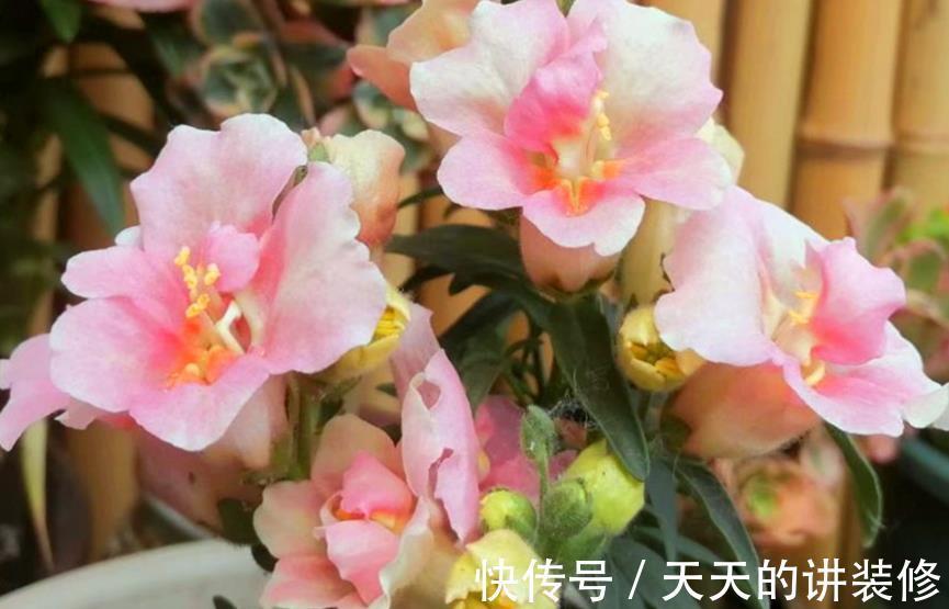 松果菊|从8月19日开始,家养此款花卉,四季有花开,花开高贵优雅