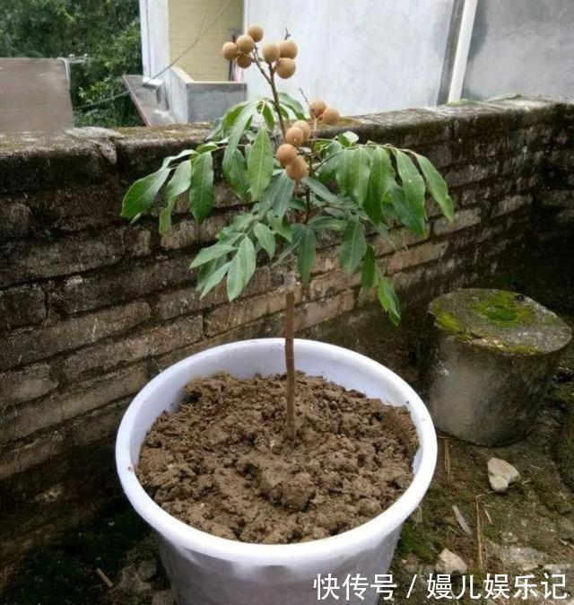 盆土|养花盆土“硬邦邦”？自制一碗水，土壤松软似面包，肥力足