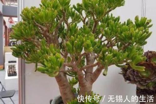 养花|居家养花不需要太多，养这3款多肉，不仅颜值高，而且可镇宅招财