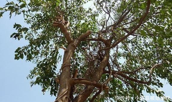 秘密|雍和宫中有尊独木大佛,他不仅非常珍贵,还有你不知道的三个秘密