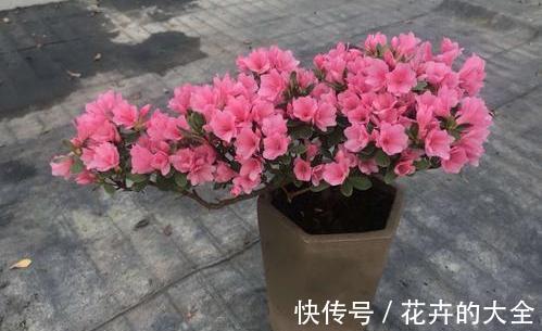 磷酸二氢钾|以下花想要养好难度大,需要熟知它的习性,养护上还要少犯错