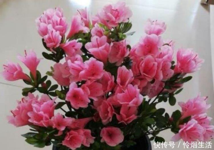 牡丹|4种花高贵优雅,看了就让人沉醉,比牡丹还美,年年开花美翻