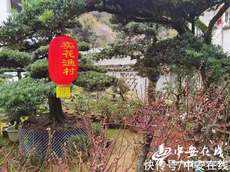 基层|「新春走基层」卖花渔村春来早