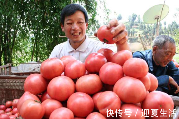 塑料袋|夏天保存西红柿，不需要放冰箱，菜农教你土方法，保存7天也鲜甜