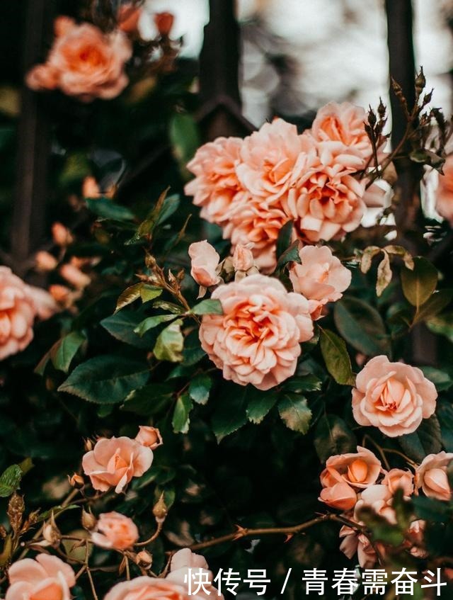 感人至深|53岁陆游深夜坚持读书2万字,事后写诗感慨,短短4句感人至深