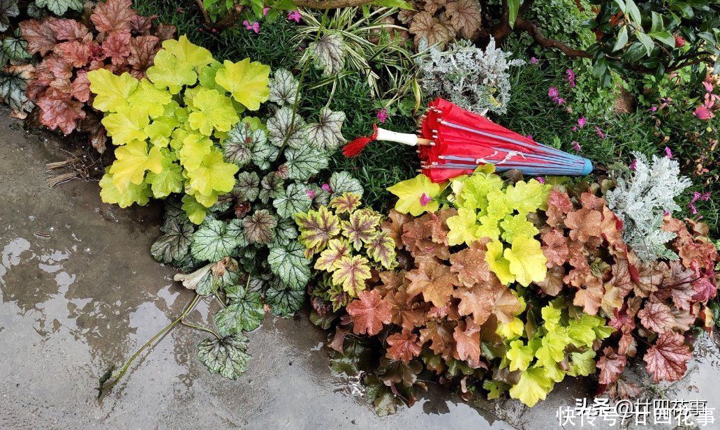 羽衣甘蓝|家有小院,就养7种“耐寒花”,从秋到春不寂寥,冬天也有花看