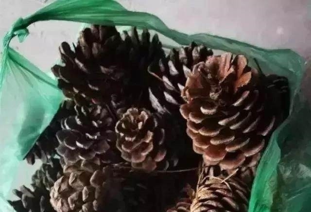 花盆底下垫点这个东西,花草直接长疯了,养花十年不烂根