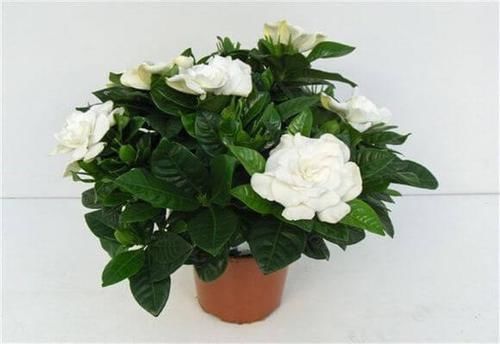 阳台上|养花试试这几款，花朵无比俏丽，花香四溢，美极了