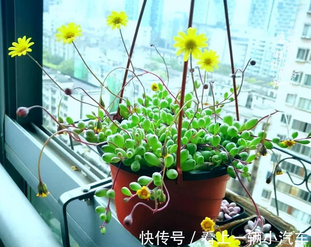 九种皮实花,多晒少管长得好,养成老桩更高档,绿萝没上榜