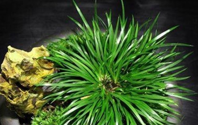 路边遇见这几种小植物，建议及时移栽，个个是好盆景