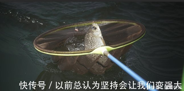 青草鲤|野钓必杀饵料，通杀青草鲤，大鱼一条接一条，拉杆到手臂疼