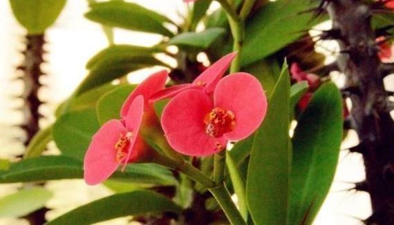 养花就健康错了！2种花别放在室内，挥发潜伏的毒素