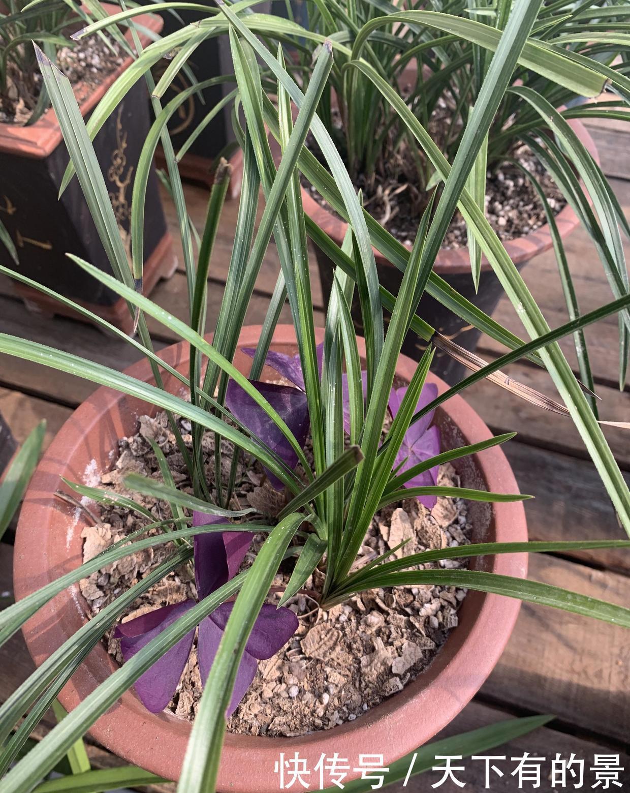 种兰花,2种植料搭配方式,养兰花不烂根长得旺,开花也很香