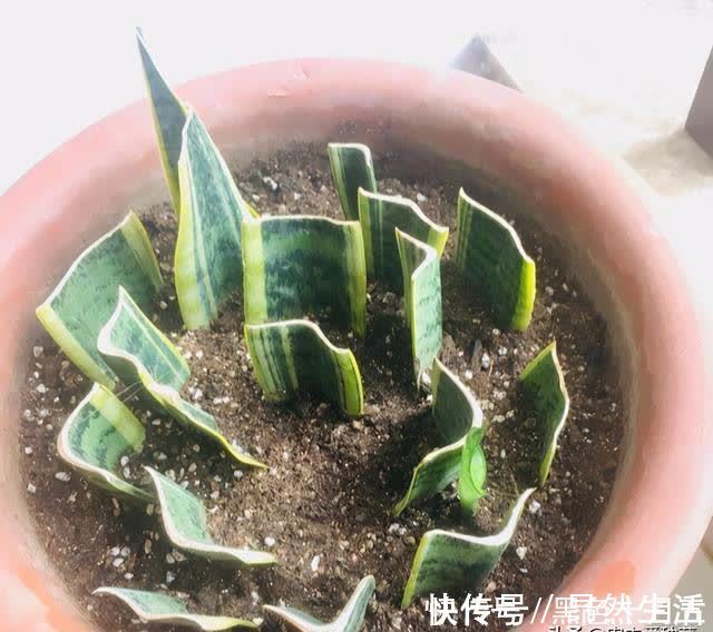 房顶|养“虎尾兰”有要点,学会“砍倒重来”,1盆变100盆,4年到房顶